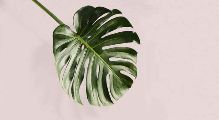 Бесплатные обои для iPhone #1