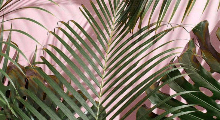 Скачать красивые летние обои для iPhone от MacTime #9